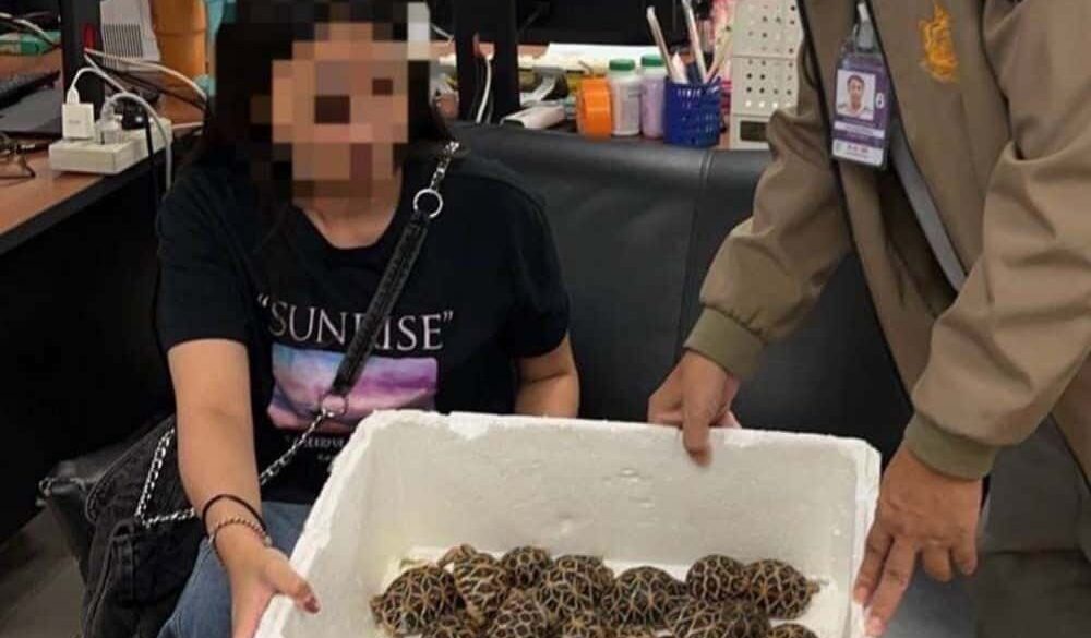 Schock in Bangkok: Taiwanesin mit 30 Schildkröten am Körper erwischt