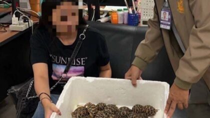 Schock in Bangkok: Taiwanesin mit 30 Schildkröten am Körper erwischt