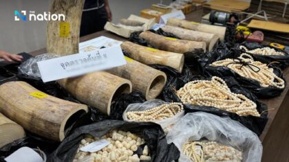 Großschlag gegen Schmugglerring: Elfenbein für 10 Millionen beschlagnahmt