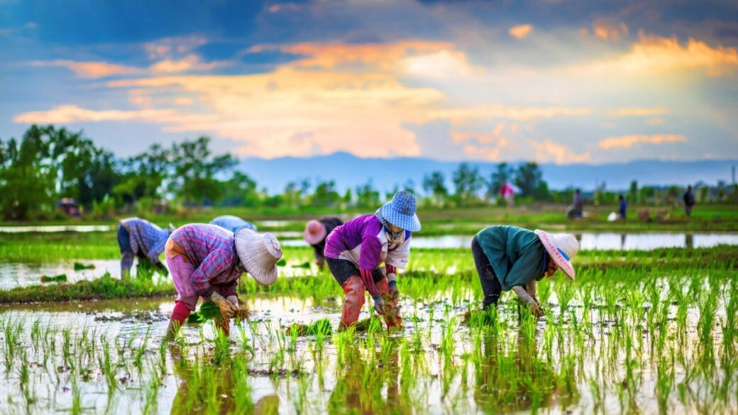 Teufelskreis Schuldenfalle: Thailands Bauern vor dem Ruin